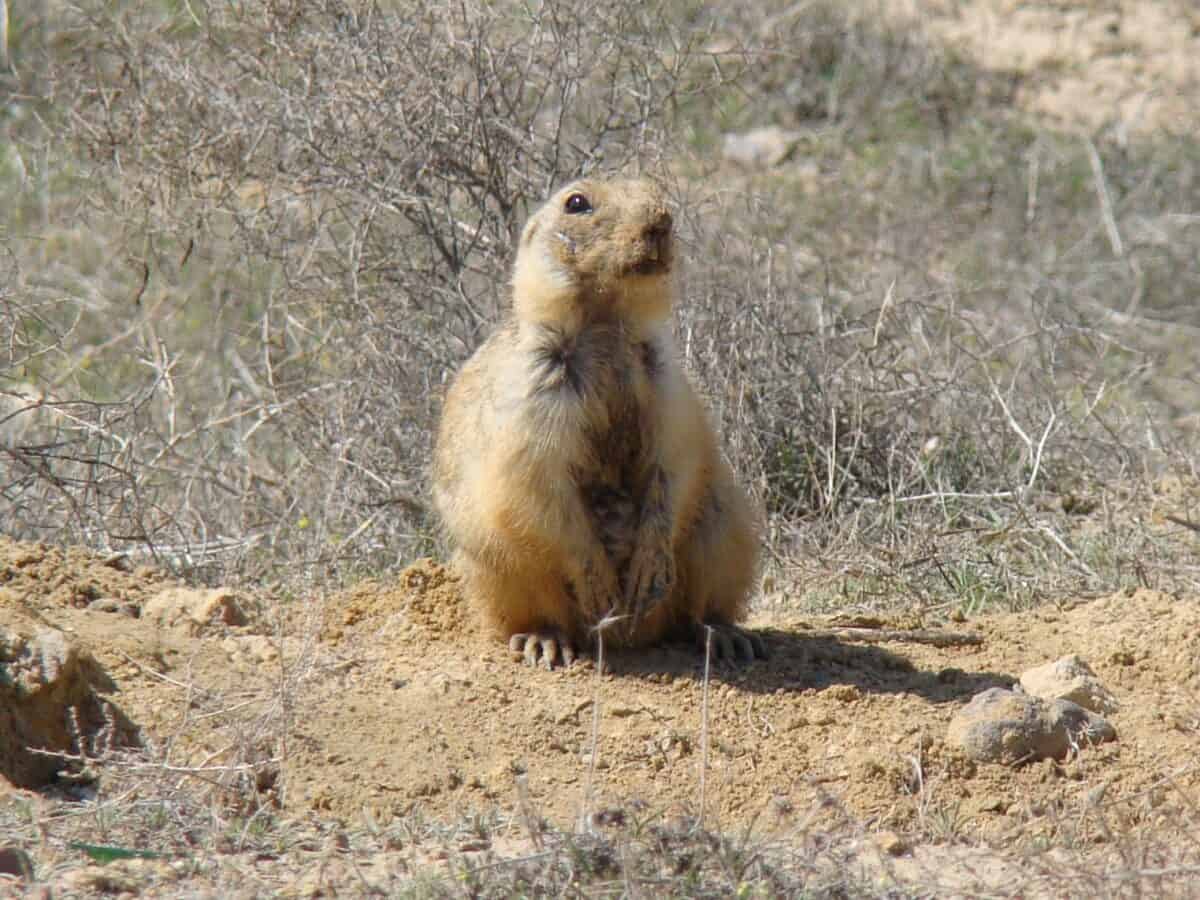 Yellow-ground squirrel