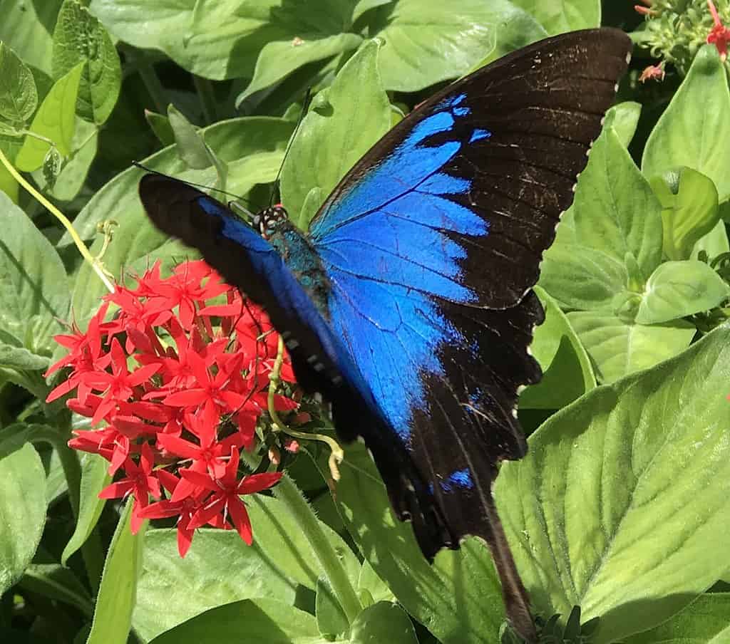 ulysses butterfly