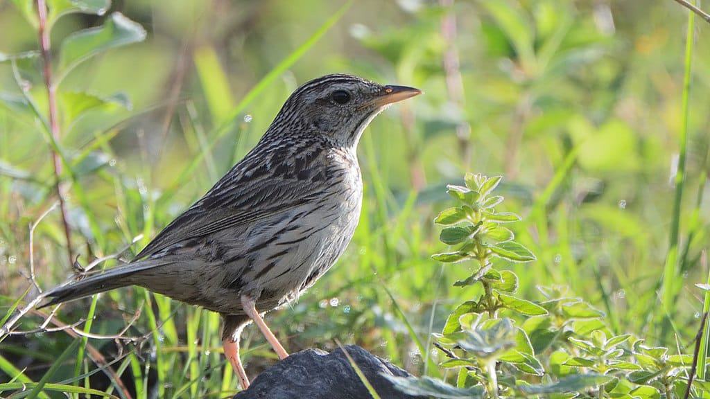 upland pipit