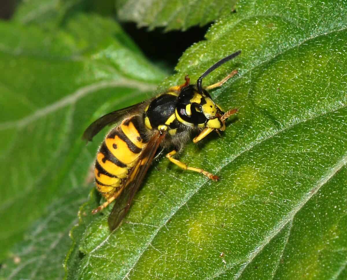 A social wasp (Vespula germanica)