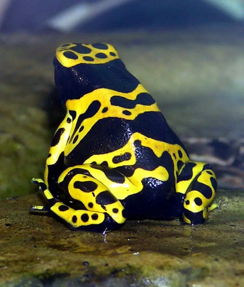 Yellow-banded Poison Dart Frog