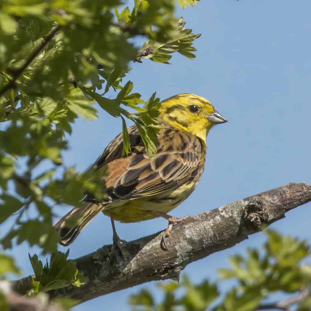 Yellowhammer (Emberiza citronella) male, Aston Upthorpe, Oxfordshire