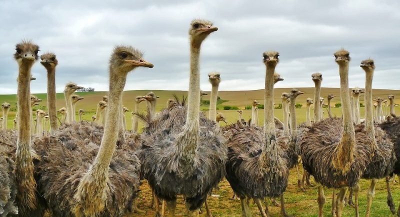 Top 10 Biggest Animals In The World, ostriches in africa | Animals Around the Globe