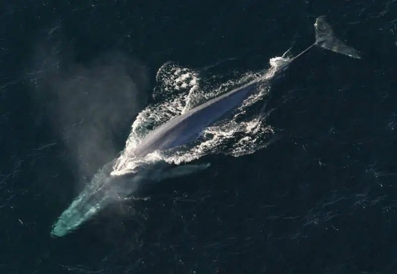 Top 10 Biggest Animals In The World, Blue Whale | Animals Around the Globe