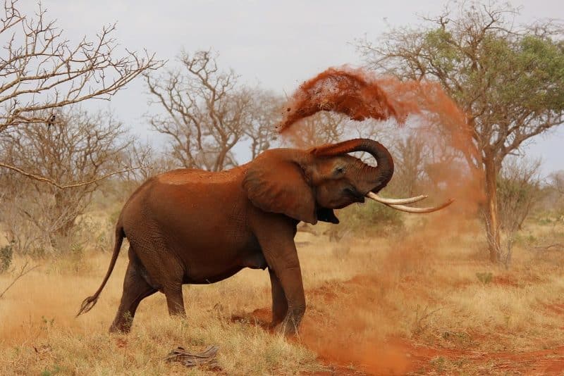 elephant: top 10 deadliest animals in the world