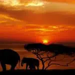10 Best African Countries for Safari