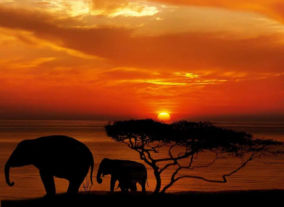 Elephants, African Safari | AnimalsAroundtheGlobe