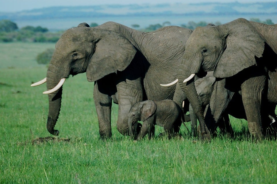 19 Most Endangered Animals In Africa