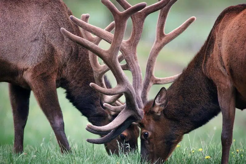 Animals in Illinois: elk