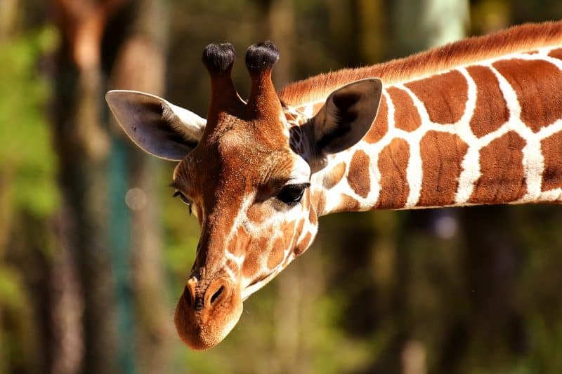 Top 10 Biggest Animals In The World, giraffe| Animals Around the Globe