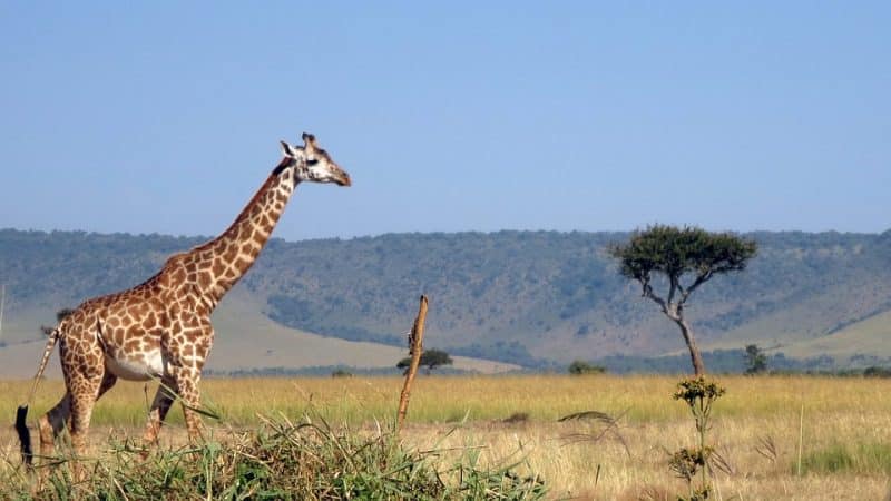 Top 10 Largest Land Animals