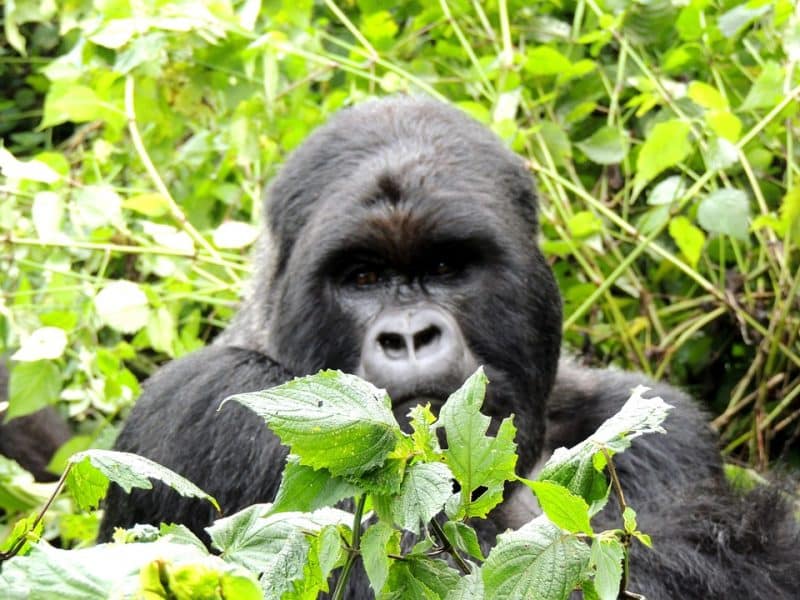 10 Best African Countries for Safari, Gorillas in Rwanda| AnimalsAroundtheGlobe