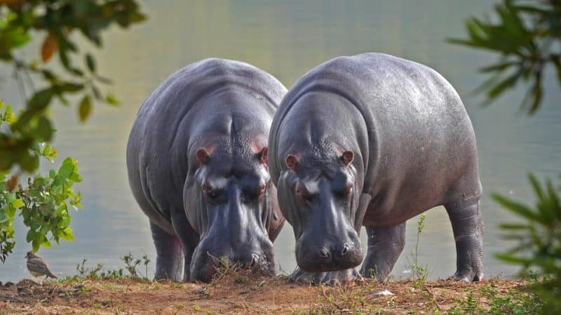 hippo: top 10 deadliest animals in the world