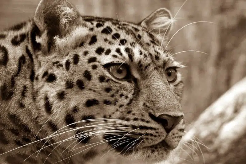 Amur Leopard
