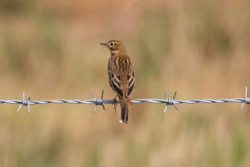 Upland pipit