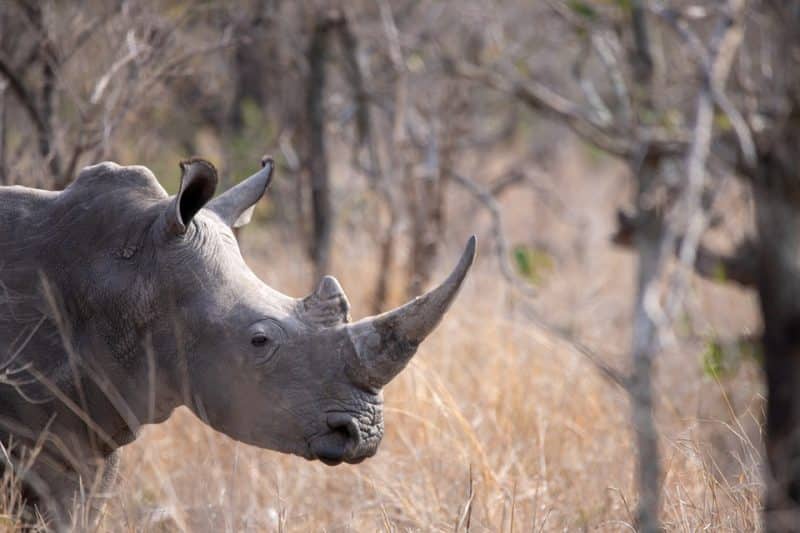 10 Best African Countries for Safari, rhino in africa| AnimalsAroundtheGlobe