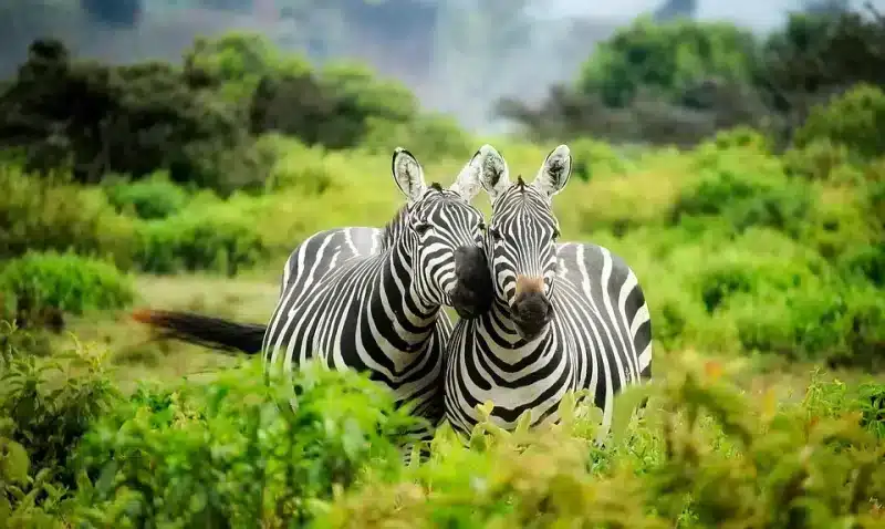 10 Best African Countries for Safari, Zebra| AnimalsAroundtheGlobe