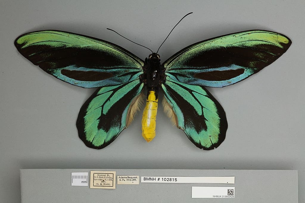 queen alexandra birdwing butterfly