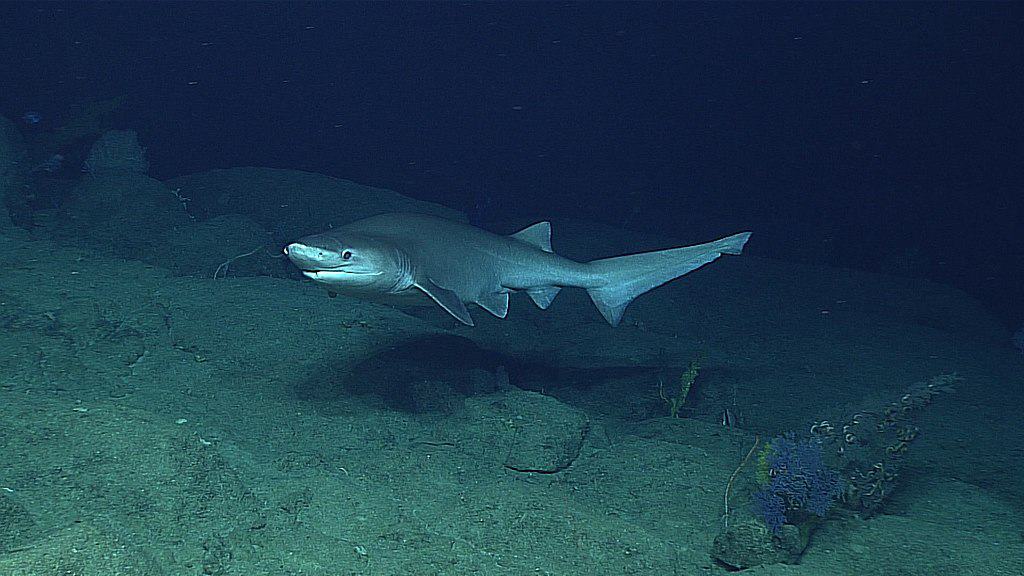 sixgill shark