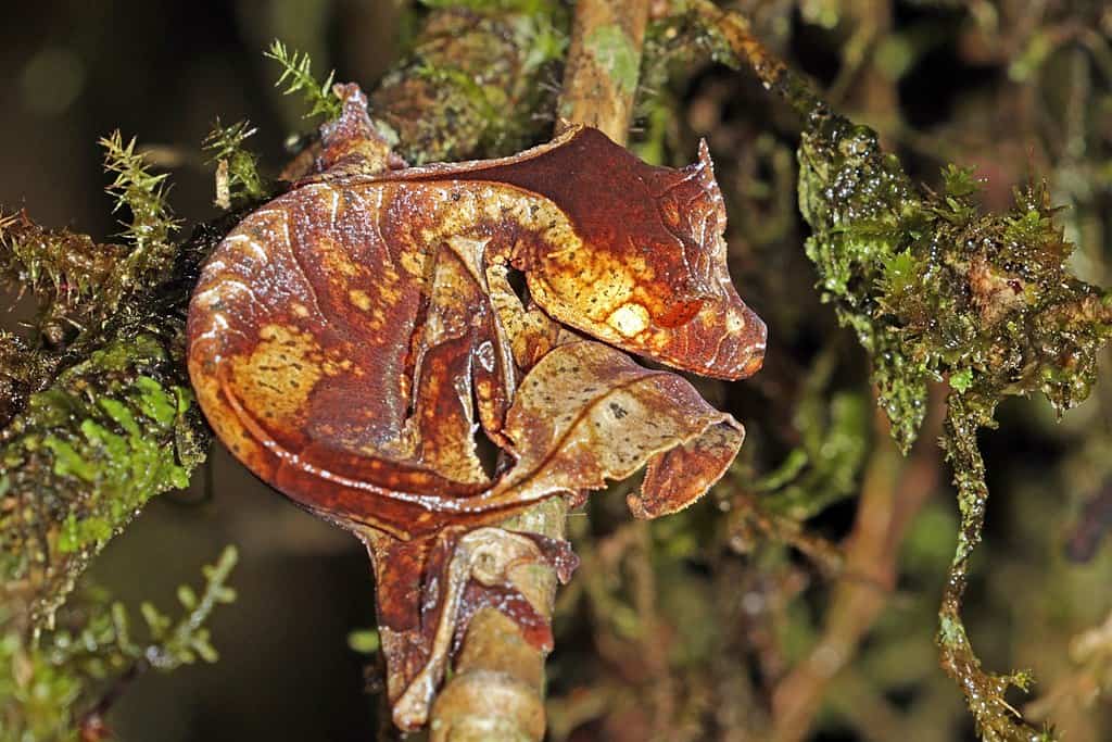 Satanic leaf-tailed gecko