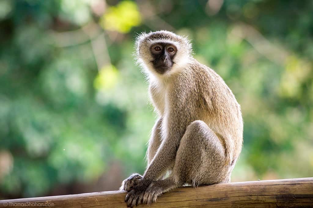 Vervet_Monkey_(Chlorocebus_pygerythrus)