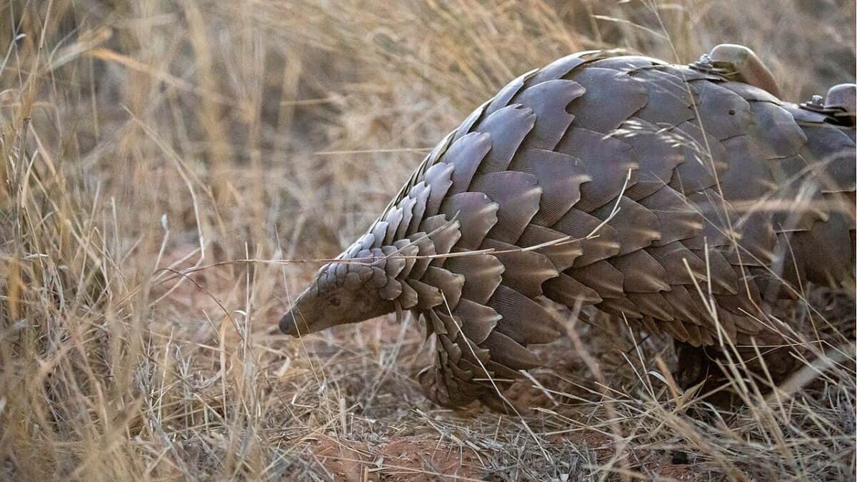 Pangolin. By WildlifeConservationist - Own work, photo taken at Working with Wildlife, CC BY-SA 4.0, via Wikimedia Commons.