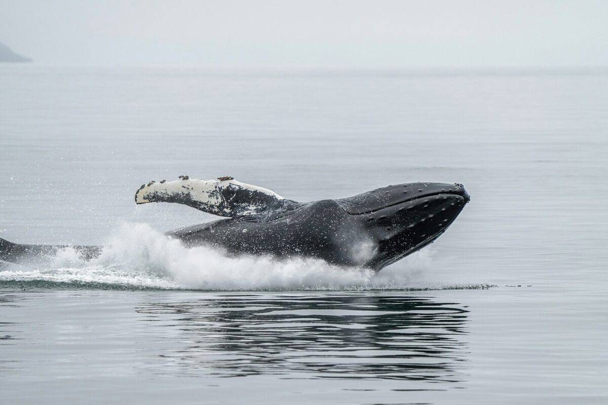 Humpback whale 