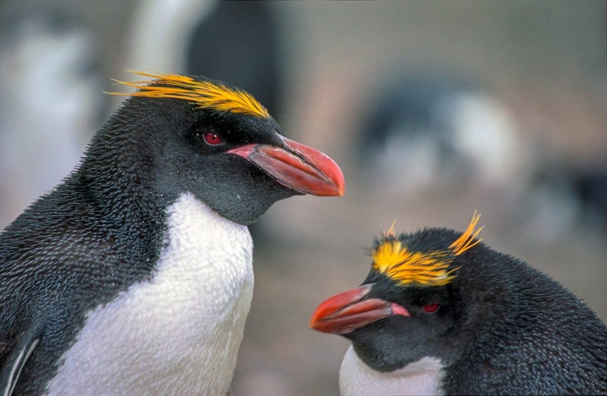 Eudyptes chrysolophus Macaroni Penguin, Hannah Point, Livingston Island: 62°39'S, 60°36'W, Antarctic Peninsula