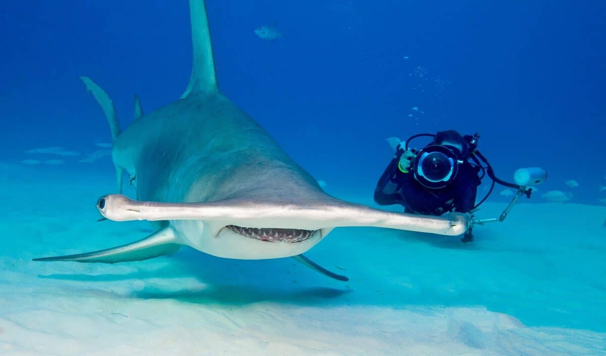 Photo of a Hammerhead Shark