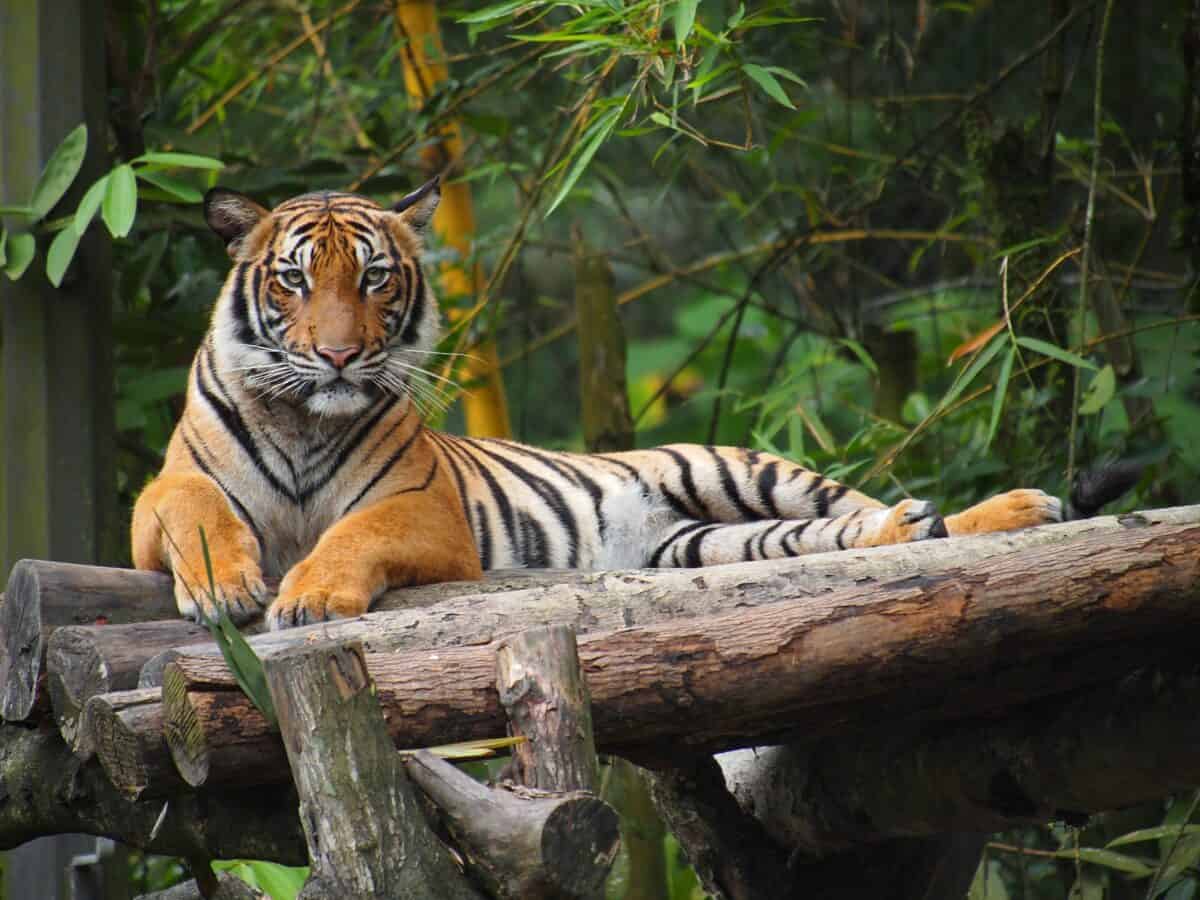 Malayan Tiger at National Zoo Malaysia