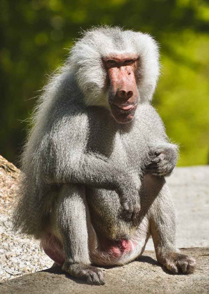 Baboon - animals that start with b