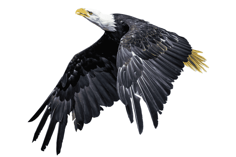 bald eagle - an animal that starts with b