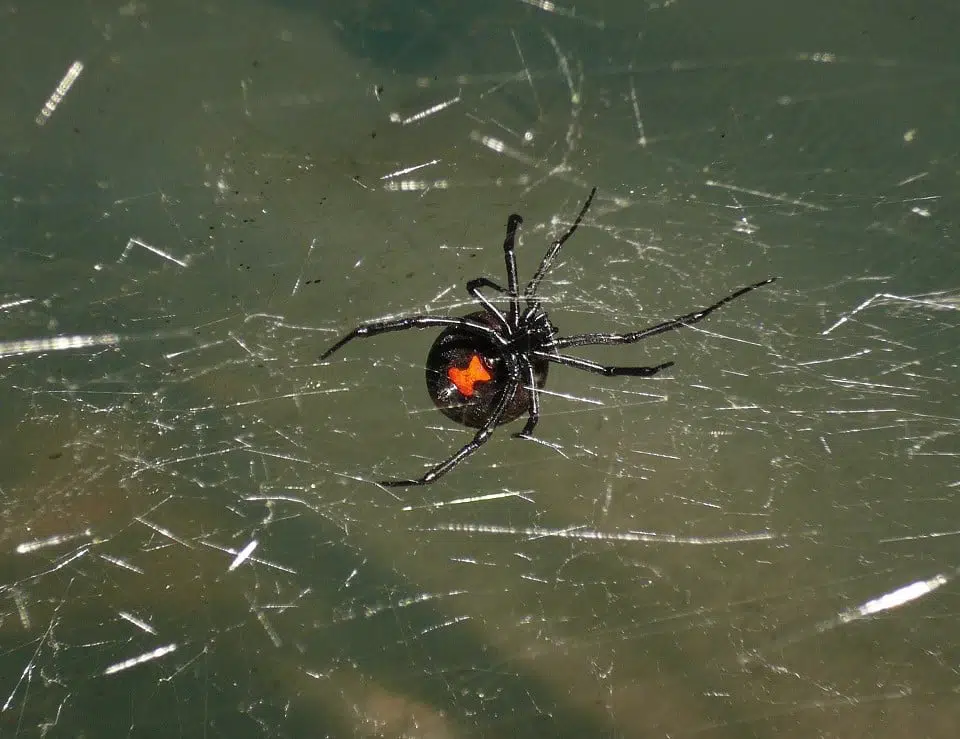 Black Widow Spider 