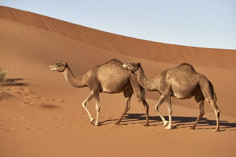 Camel - animals that start with c