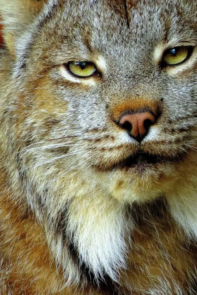canada lynx animals in wisconsin