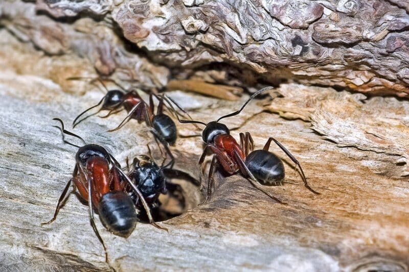 Carpenter Ants - animals that start with C