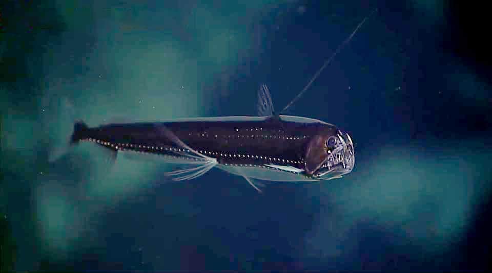 Fish in ocean