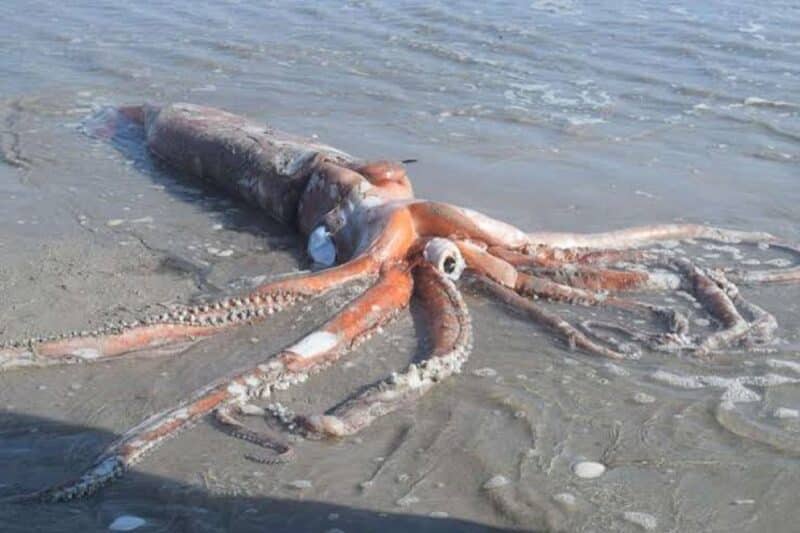 Colossal squid - animals that start with c