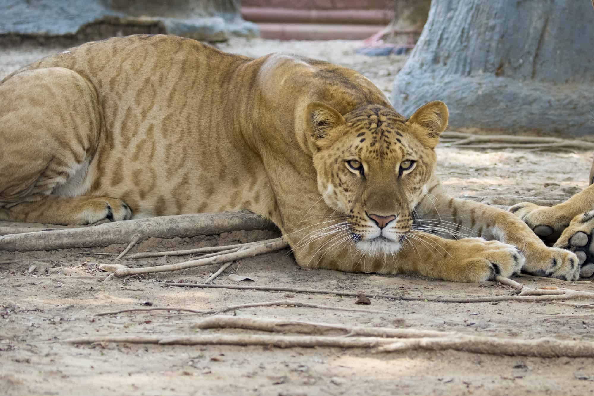 Animaux commençant par L – Liste complète, images et faits