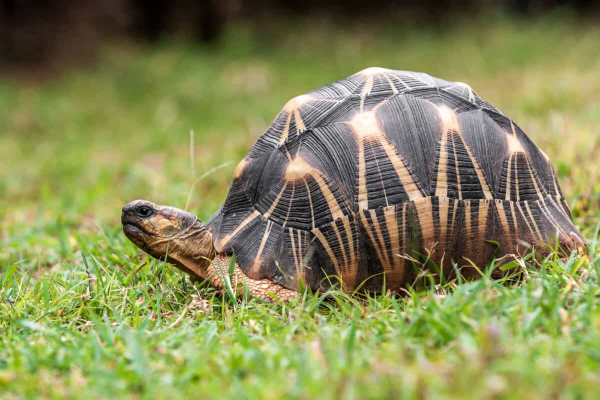 Radiated tortoise