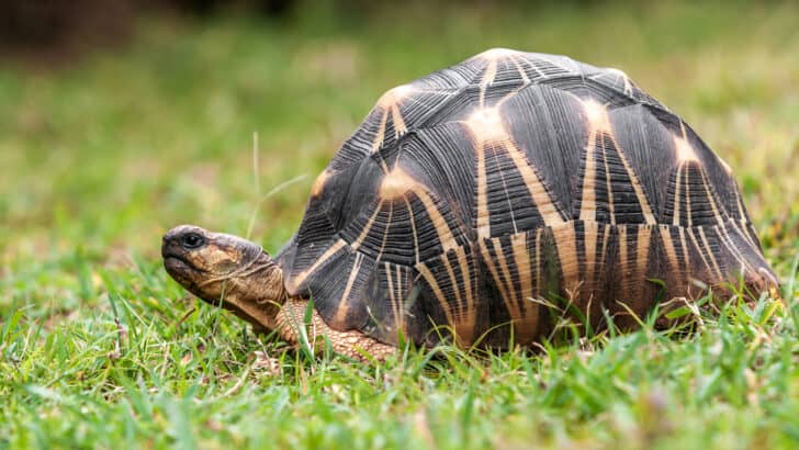 32 Animals with the Longest Lifespan