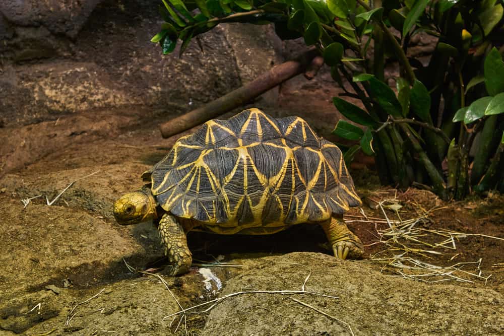 Indian star tortoise