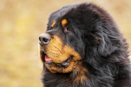 16 Dog Breeds That Are Surprisingly Low-Maintenance