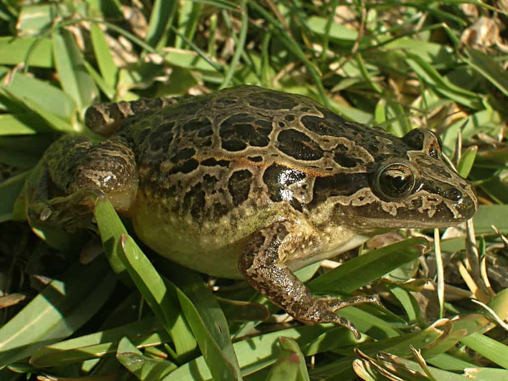 Iberian painted frog