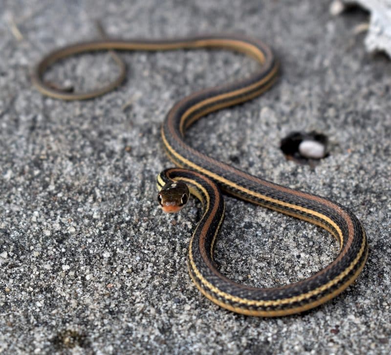 Garter Snake - animals that start with g