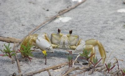 Ghost crab - animals that start with g