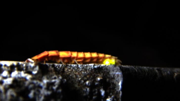 10 Bizarre Creatures That Only Come Out at Night