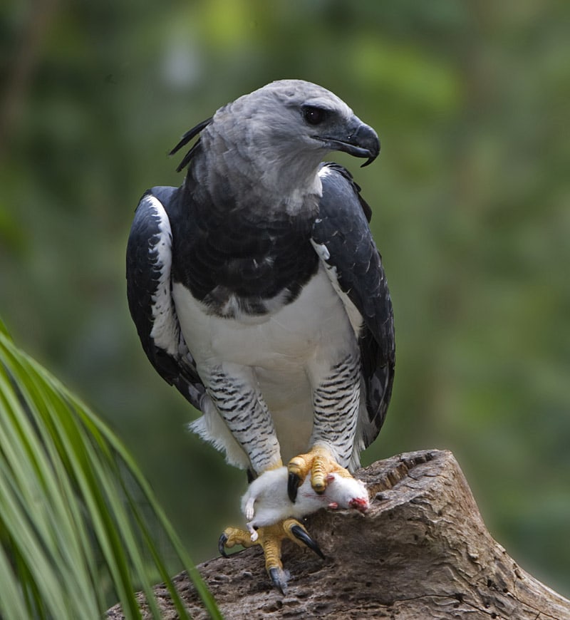 Male Harpy Eagle