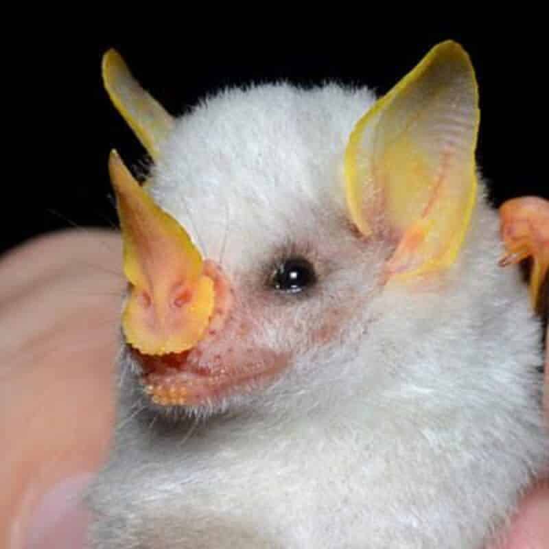 Honduran White Bat - animals that start with h