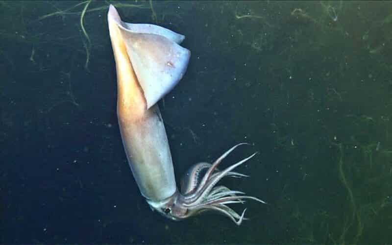 Humboldt Squid - animals that start with h